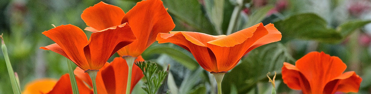 Red Poppies