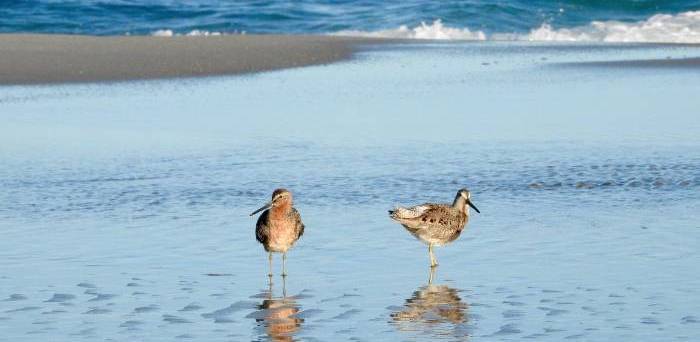 Two birds on the beach with waves in background